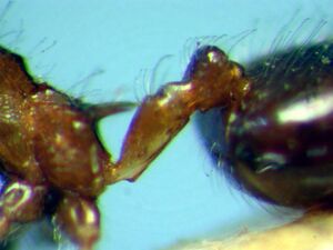 Crematogaster brasiliensis jtl669615 p 4 high.jpg