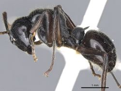 Polyrhachis braxa casent0903465 p 1 high.jpg