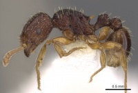 Tetramorium saginatum casent0901199 p 1 high.jpg