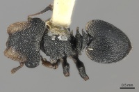 Cephalotes pavonii D casent0217841.jpg