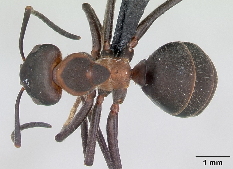 File:Formica pratensis casent0173148 dorsal 1.jpg