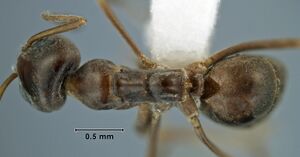 Iridomyrmex dromus ANIC32-032725 top 40-Antwiki.jpg