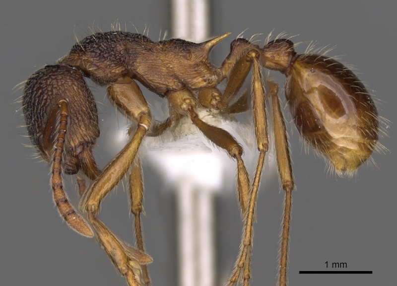 File:Myrmica curiosa P casent0900307.jpg