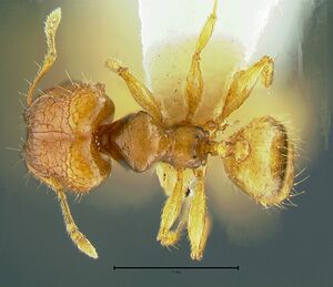 Pheidole-hortensisDM4x.jpg