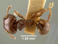 MCZ-ENT00009089 Pheidole wheeleri had.jpg