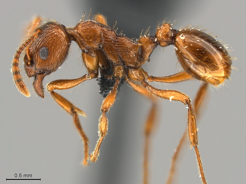 File:Myrmica-rubra-MCZ001L.jpg