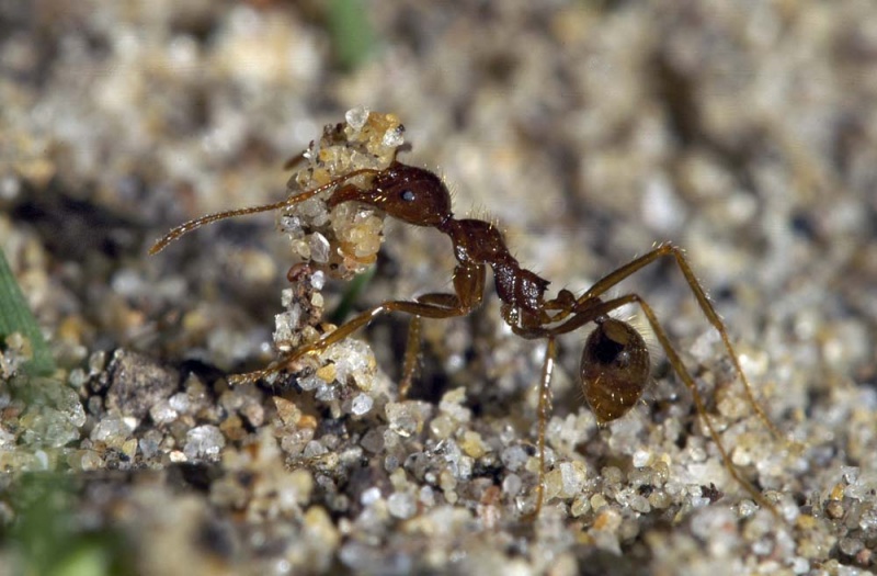 File:Shattuck 9213-2, Aphaenogaster longiceps, Broulee NSW-web.jpg