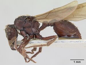 Basiceros scambognathus casent0172825 profile 1.jpg