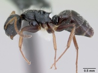 Camponotus bidens casent0173549 profile 1.jpg