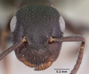 Camponotus papago casent0104912 head 1.jpg