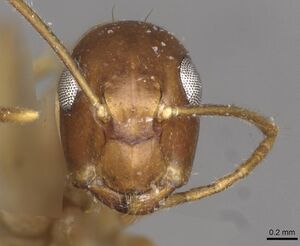 Camponotus polynesicus casent0910586 h 1 high.jpg