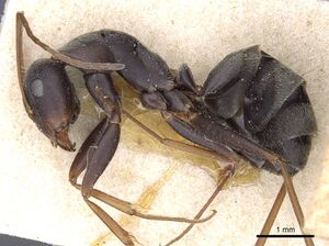 Camponotus rufoglaucus casent0905356 p 1 high.jpg