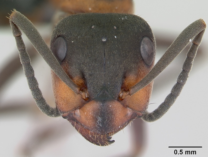 File:Formica lugubris casent0173155 head 1.jpg