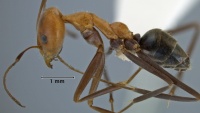 Iridomyrmex agilis side view