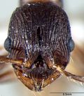 Myrmica elmesi H casent1008040.jpg