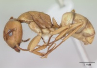 Camponotus bonariensis casent0173395 profile 1.jpg