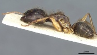 Camponotus cordiceps casent0911812 p 1 high.jpg