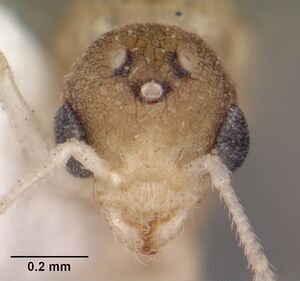 Temnothorax allardycei casent0104008 head 1.jpg