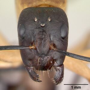 Camponotus maculatus casent0147206 head 1.jpg