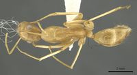 Camponotus palkura casent0915767 d 1 high.jpg