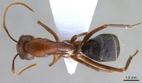 Camponotus turkestanicus antweb1008058 d 1 high.jpg