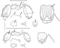 Pheidole tachigaliae Wilson 2003.jpg