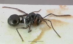 Polyrhachis cyrtomyrmoides castype06934 profile 1.jpg