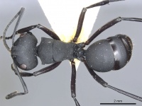 Polyrhachis vitalisi casent0903423 d 1 high.jpg