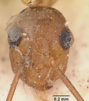 Anoplolepis gracilipes casent0103001 head 1.jpg