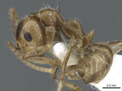 Camponotus micragyne casent0905900 p 1 high.jpg