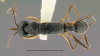 Harpegnathos-venatorD1x.jpg