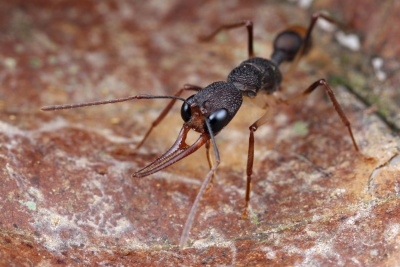 Harpegnathos Shattuck 54090 Danum Valley Sabah-web.jpg