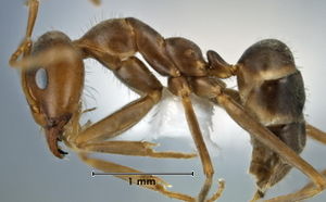 Iridomyrmex trigonoceps side view