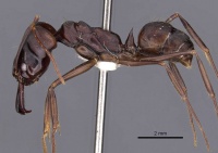 Odontomachus caelatus casent0900611 p 1 high.jpg