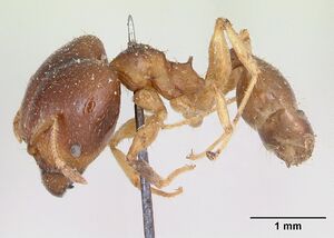 Pheidole punctulata casent0173311 profile 1.jpg