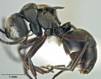 Polyrhachis cleopatra side.jpg