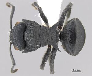 Polyrhachis cryptoceroides casent0906756 d 1 high.jpg