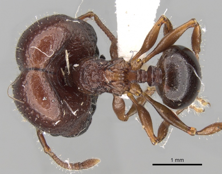 File:Acanthomyrmex notabilis casent0281789 d 1 high.jpg