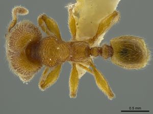 Pheidole bicornis inbiocri001281881 d 1 high.jpg