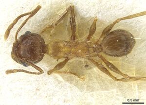 Pheidole industa casent0913429 d 1 high.jpg