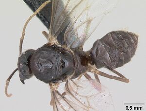 Lasius flavus casent0173150 dorsal 1.jpg