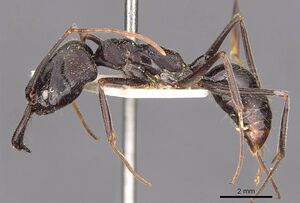 Odontomachus opaciventris casent0907435 p 1 high.jpg