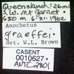 Anochetus graeffei casent0010627 label 1.jpg
