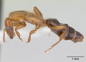 Petalomyrmex phylax casent0178513 profile 1.jpg