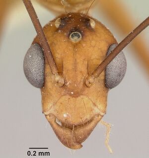 Camponotus maculatus casent0101355 head 1.jpg