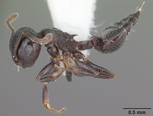 Crematogaster ashmeadi casent0103765 profile 1.jpg