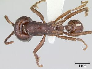 Labidus coecus casent0178610 dorsal 1.jpg