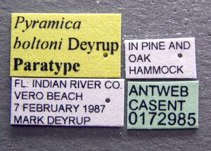 Pyramica boltoni casent0172985 label 1.jpg