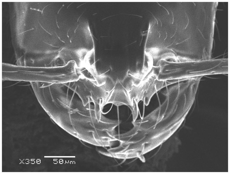 File:Solenopsis elhawagryi Fig 15.jpg