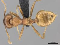 Crematogaster bara casent0116613 d 1 high.jpg